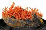 Bright Orange Crocoite Crystal Cluster - Tasmania #148525-3